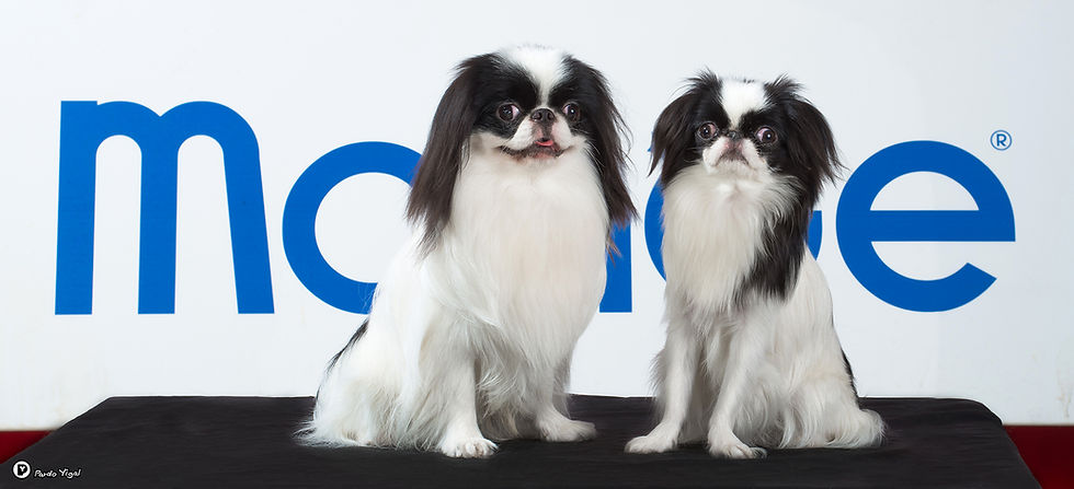Japanese Chin 10