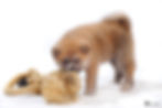 Akita Inu 52