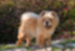 Chow Chow 05