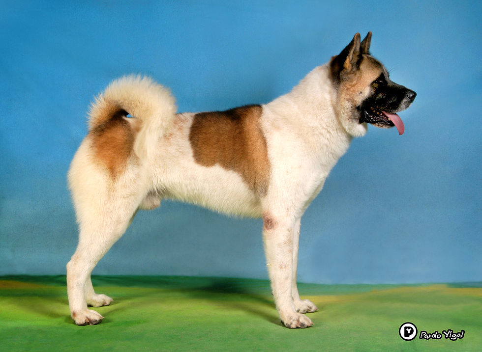 American Akita 13