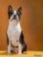 Boston Terrier 23