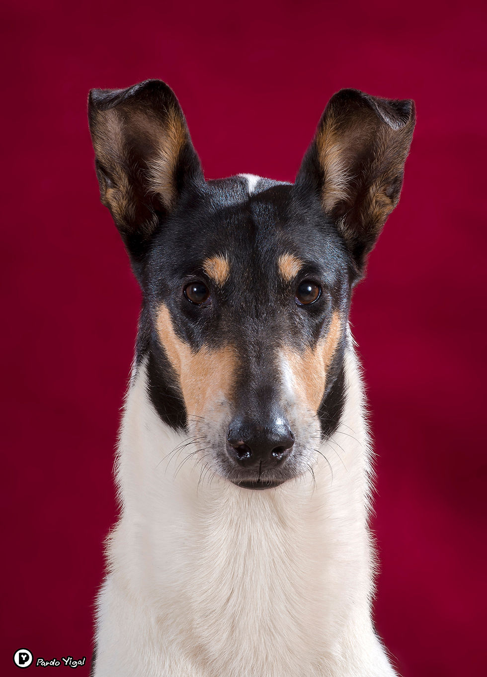 collie 60 smooth