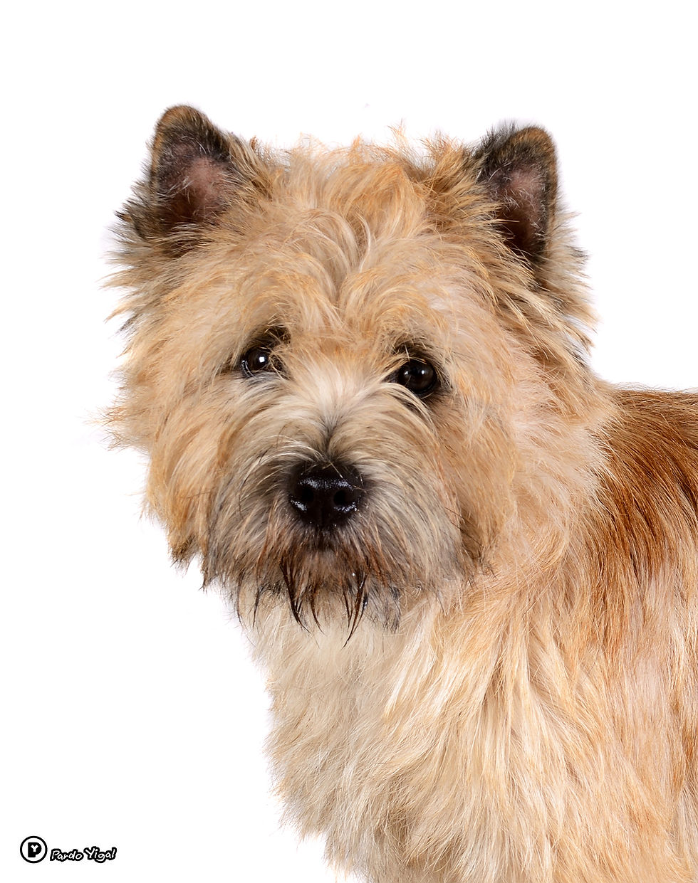 Cairn Terrier 16