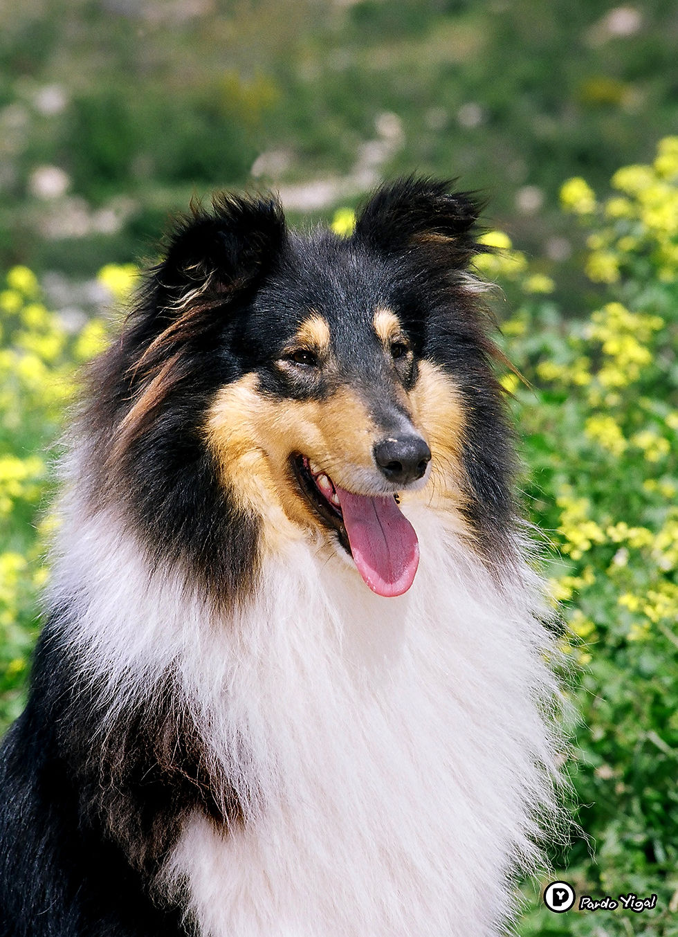 collie 09