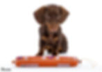 Dachshund 36