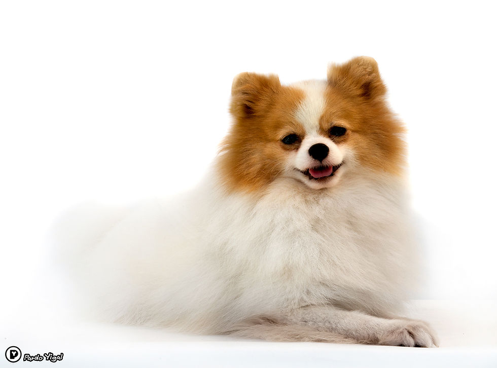 German Spitz (Klein) 17