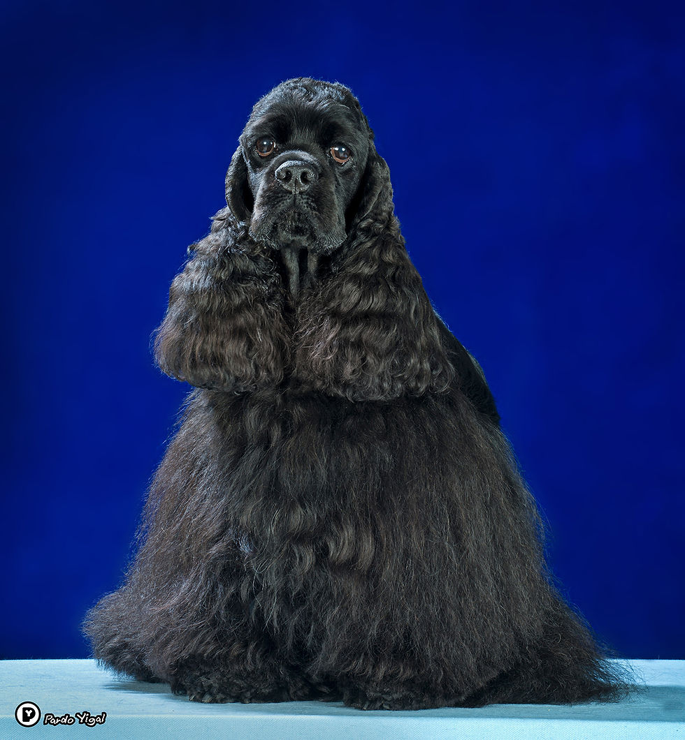 American Cocker Spaniel 25