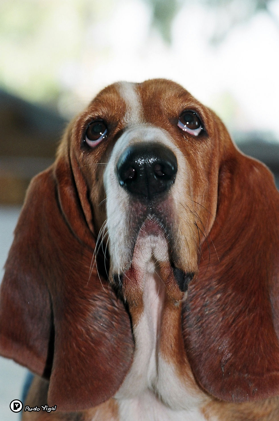 Basset Hound 02