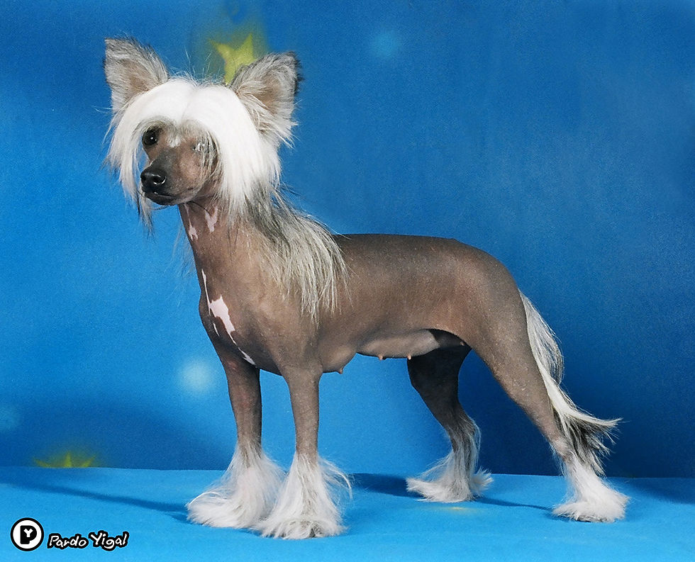 Chinese Crested 02