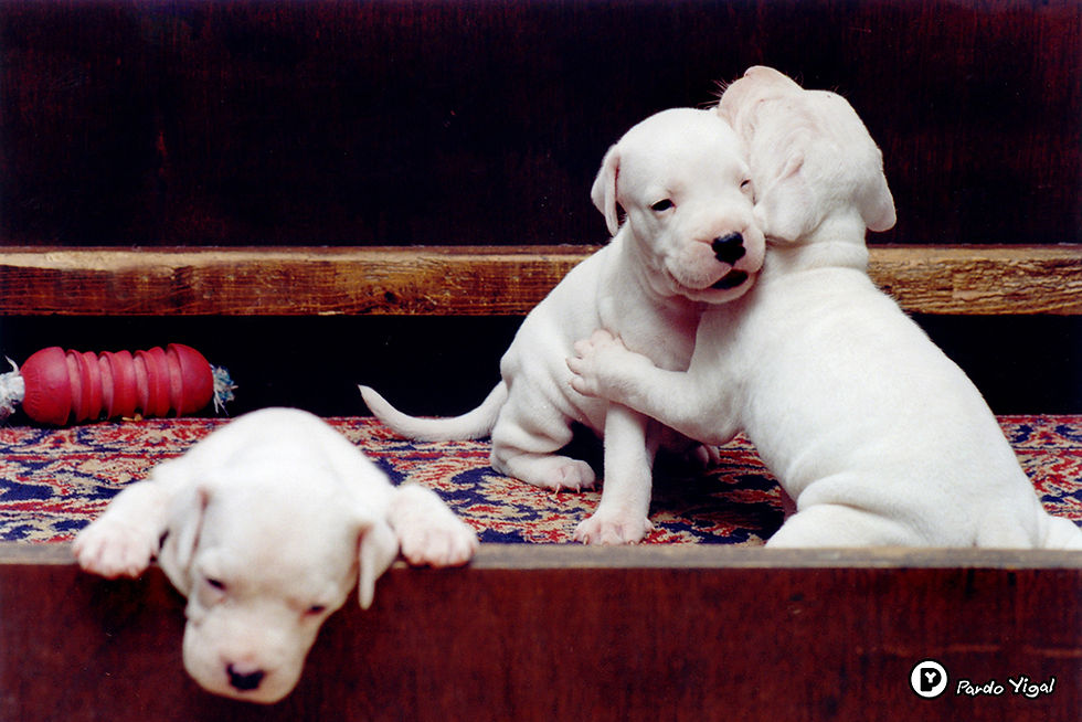 dogo argentino 21