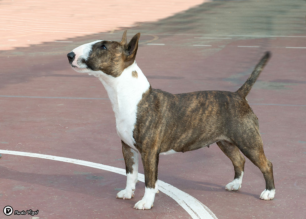 Bull Terrier 10