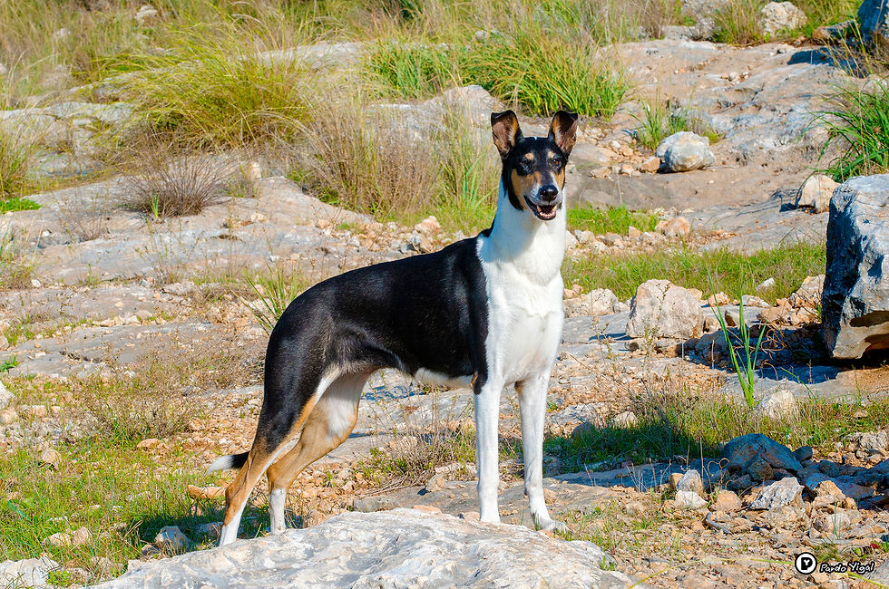 collie 62 smooth