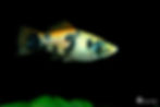 platyfish 01