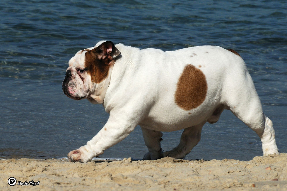 English Bulldog 25