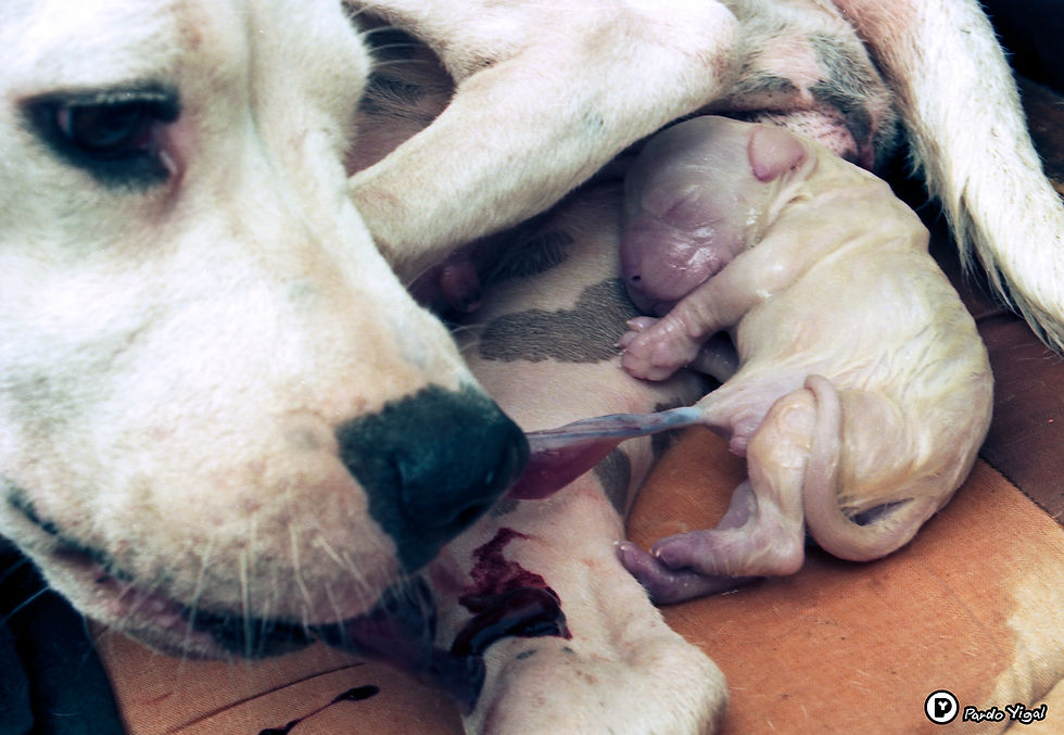 Dogo Argentino 32