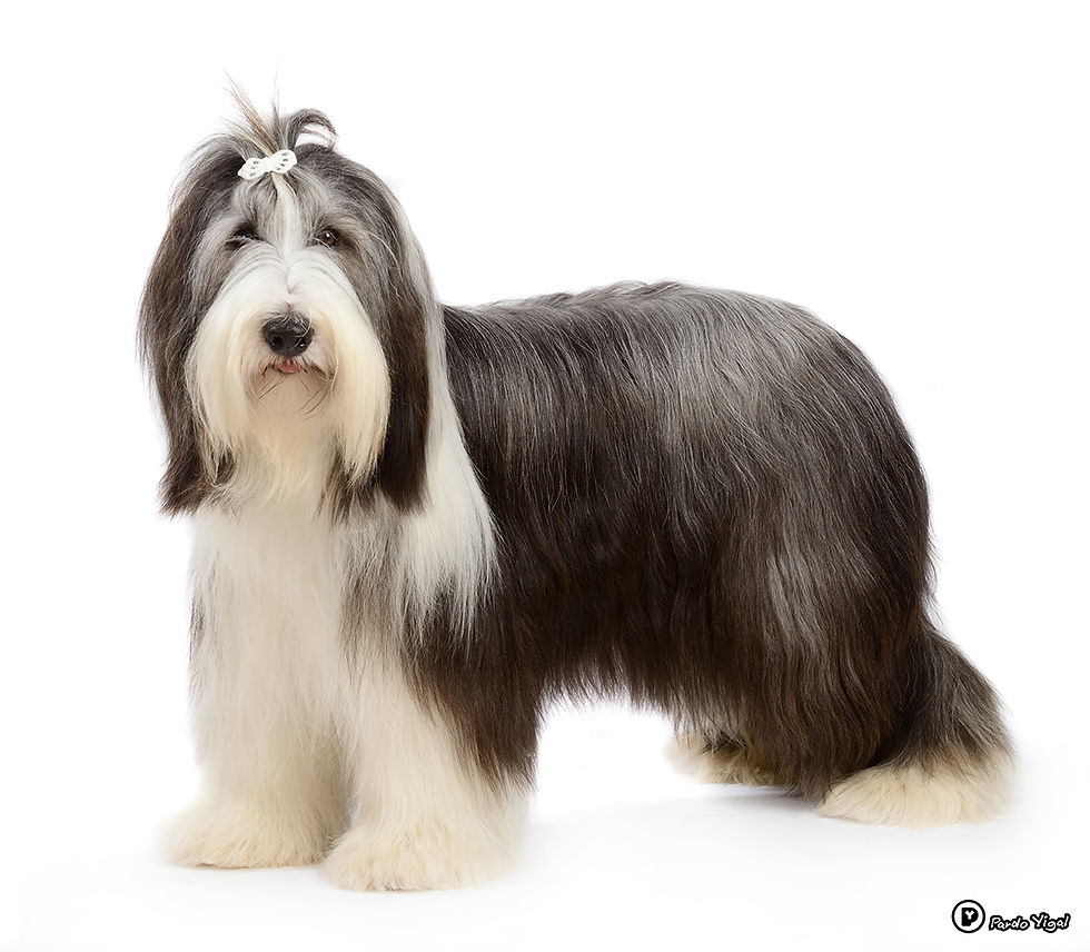 Bearded Collie 05
