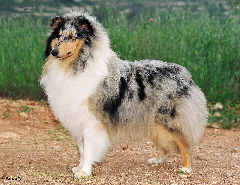 collie 04