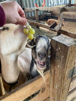 goats.jpeg
