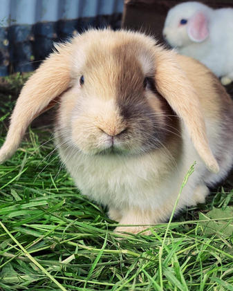 rabbit1.jpeg