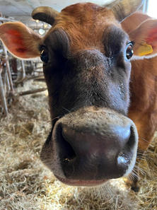 cow1.jpeg