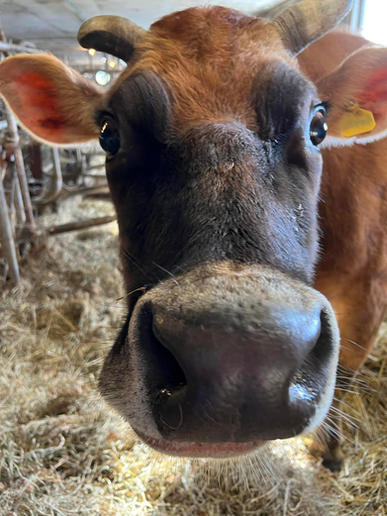 cow1.jpeg