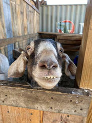 goat.jpeg