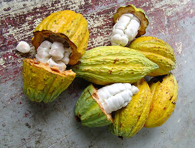 Cocoa.jpeg