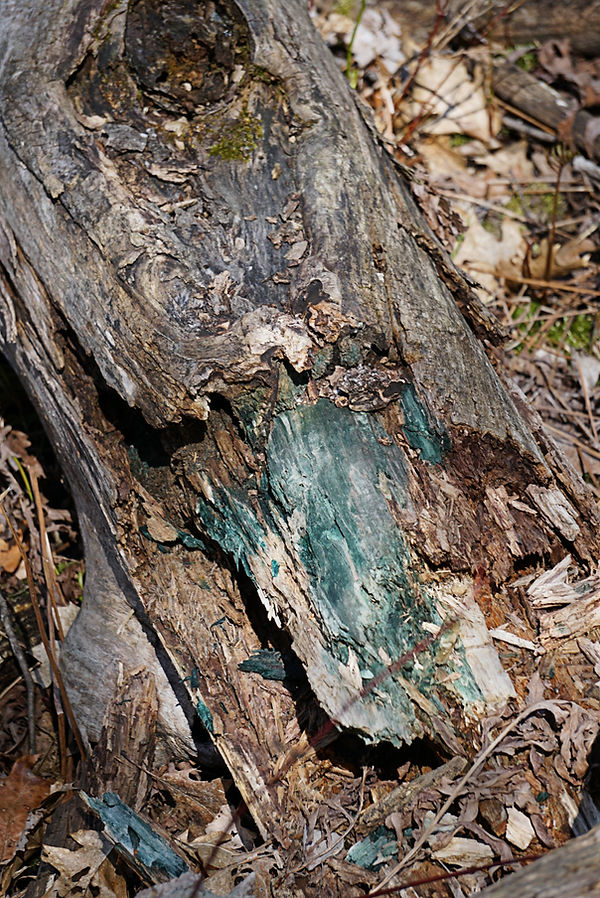 Blue Platapus.jpg