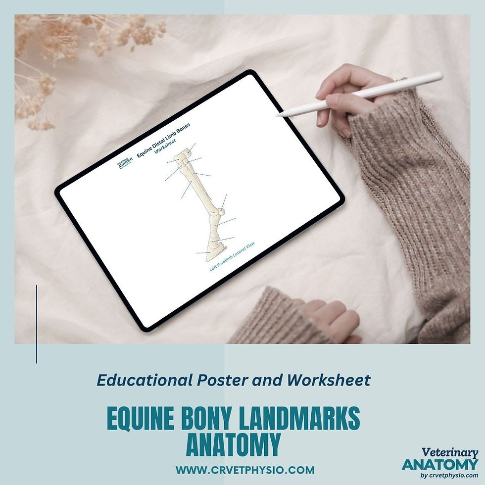 Thumbnail: Equine lower limb skeleton worksheet on a tablet