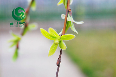 白柳皮提取物 尚诚生物 (2).png