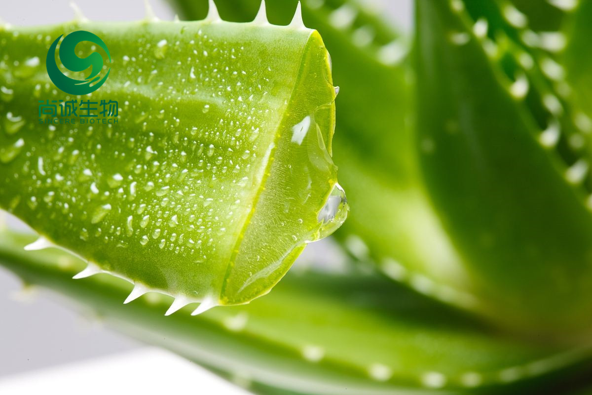 芦荟提取物 西安尚诚生物科技有限公司