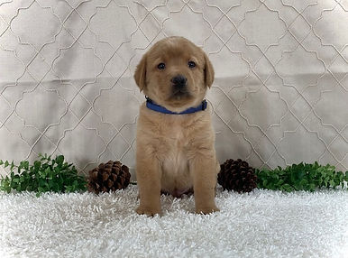 Yellow lab puppy sitting on soft, white blanket