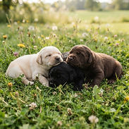 image of three newborn lab puppies one yellow one black one chocolate lying in grass.jpg