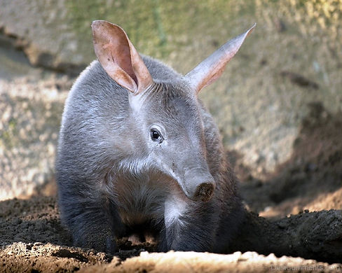 grey-aardvark-dc1226.jpg