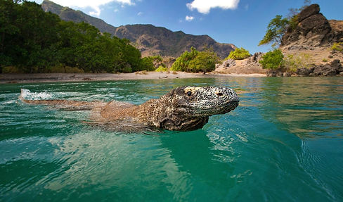 komodo-dragon-climate-change-1000x588.jpg