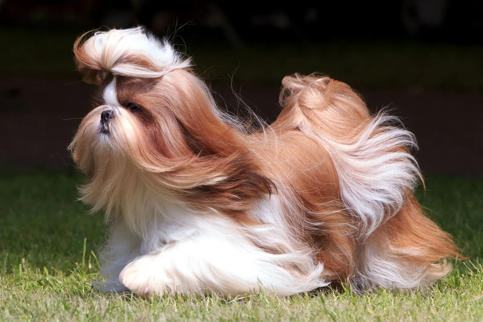 Shih-tzu-dog-with-long-coat.webp