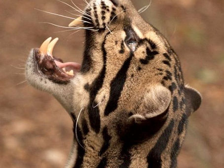 Research Trivia: Speaking of Clouded Leopards....