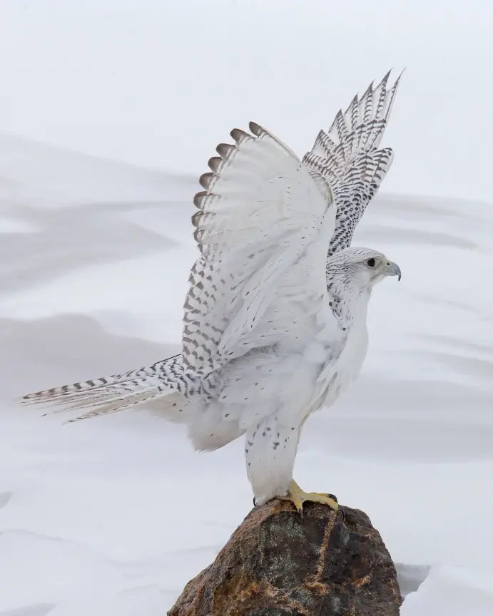 Research Trivia: Gyrfalcon