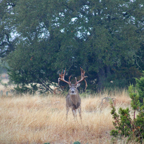 Duennenberg Exotics Hunting