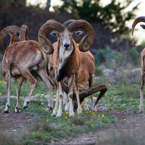 Duennenberg Exotics Hunting