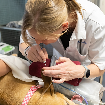 Dr. Roach Deep Ear Cleaning