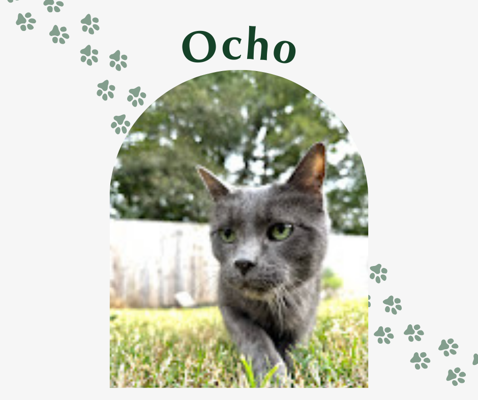 From Sneezing to Snuggles!