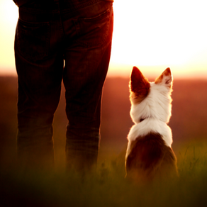 Coping With The Loss of A Beloved Pet 