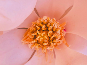 Feminine Genius: She is the reason.