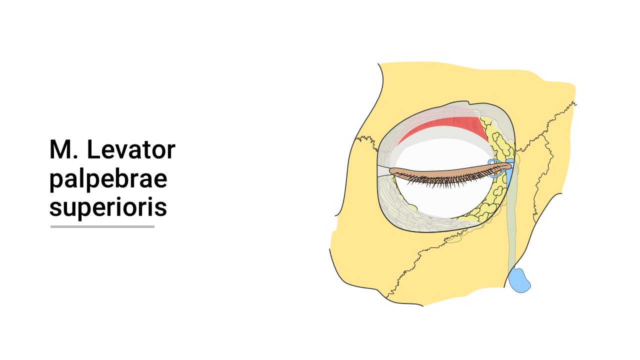 Augenmuskel-Illustration-00000002-Musculus levator palpebrae superioris.JPG