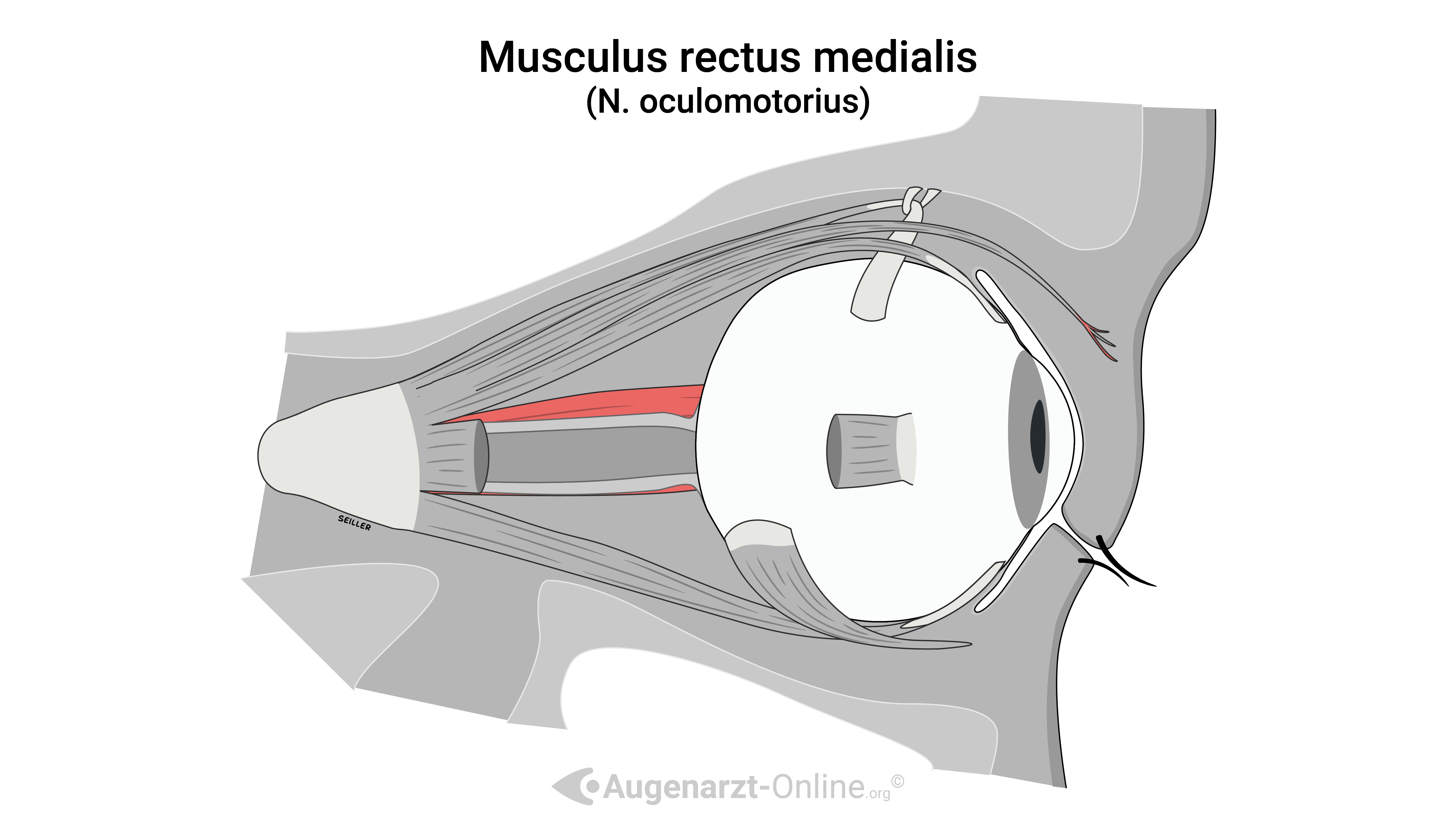Augenmuskel-Illustration-00000001-Musculus rectus medialis Gerader Augenmuskel Augenstreck.jpg
