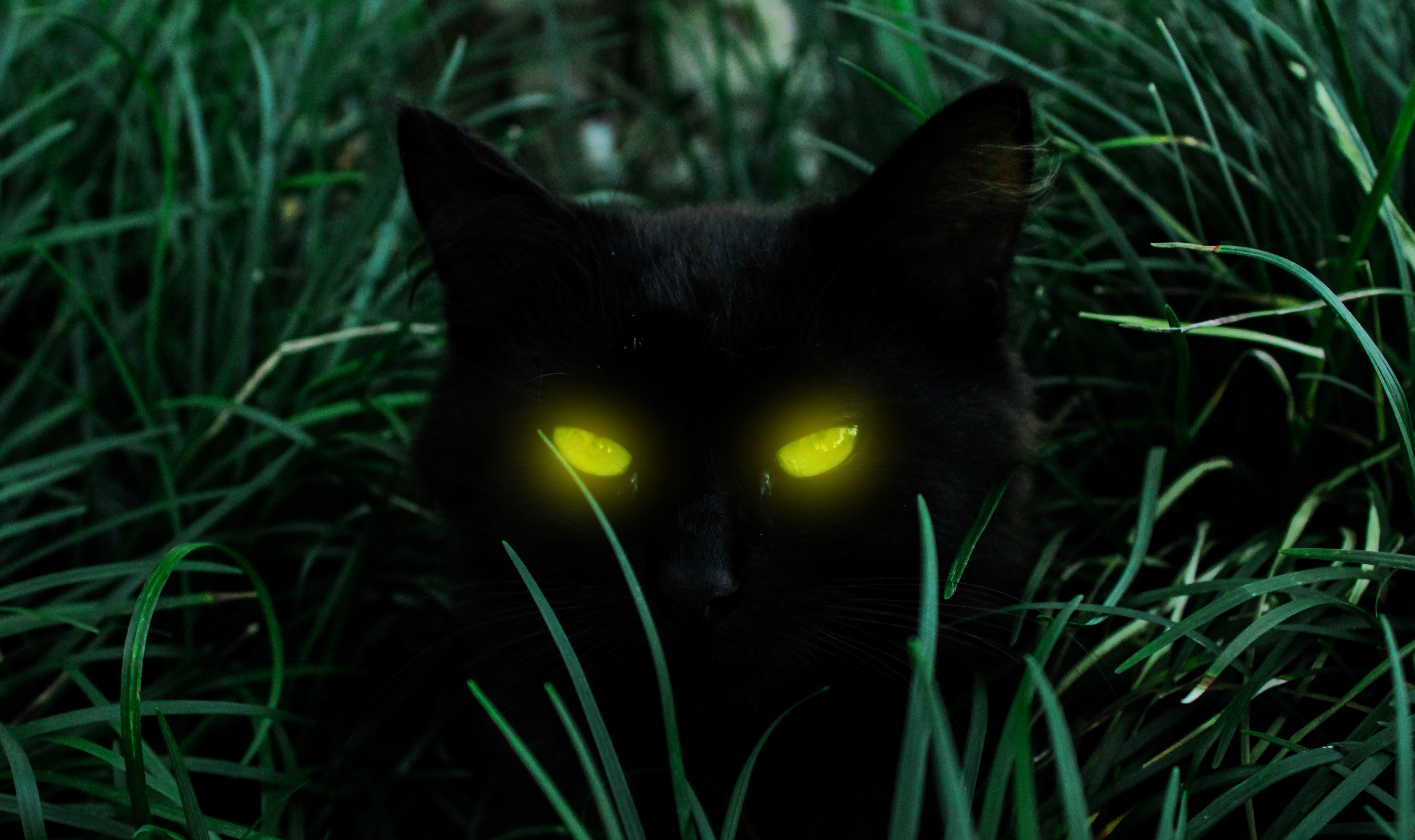 Reflektion des Tapetum Lucidum bei Raubtieraugen in der Nacht