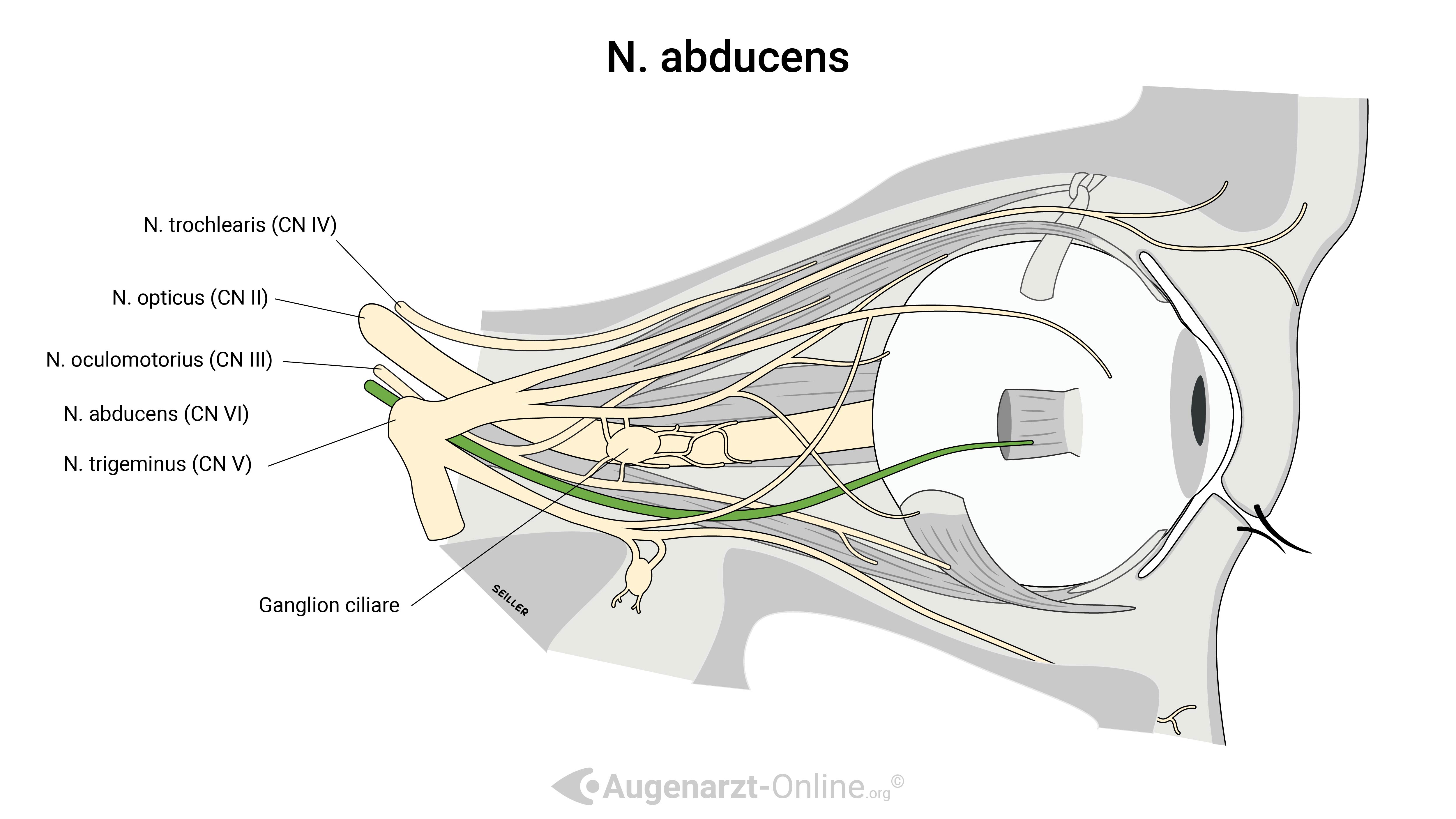 N. abducens (CN VI)