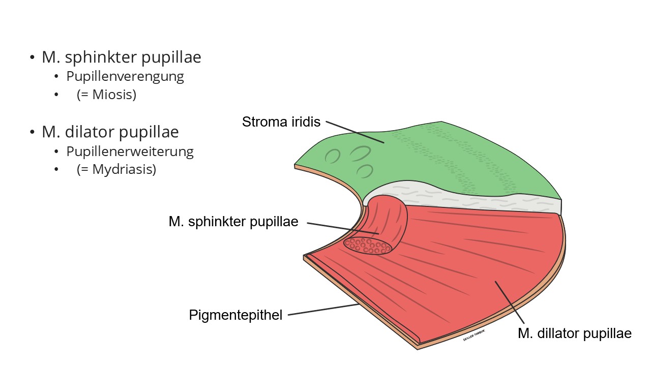 Anatomie der Regenbogenhaut (Iris)