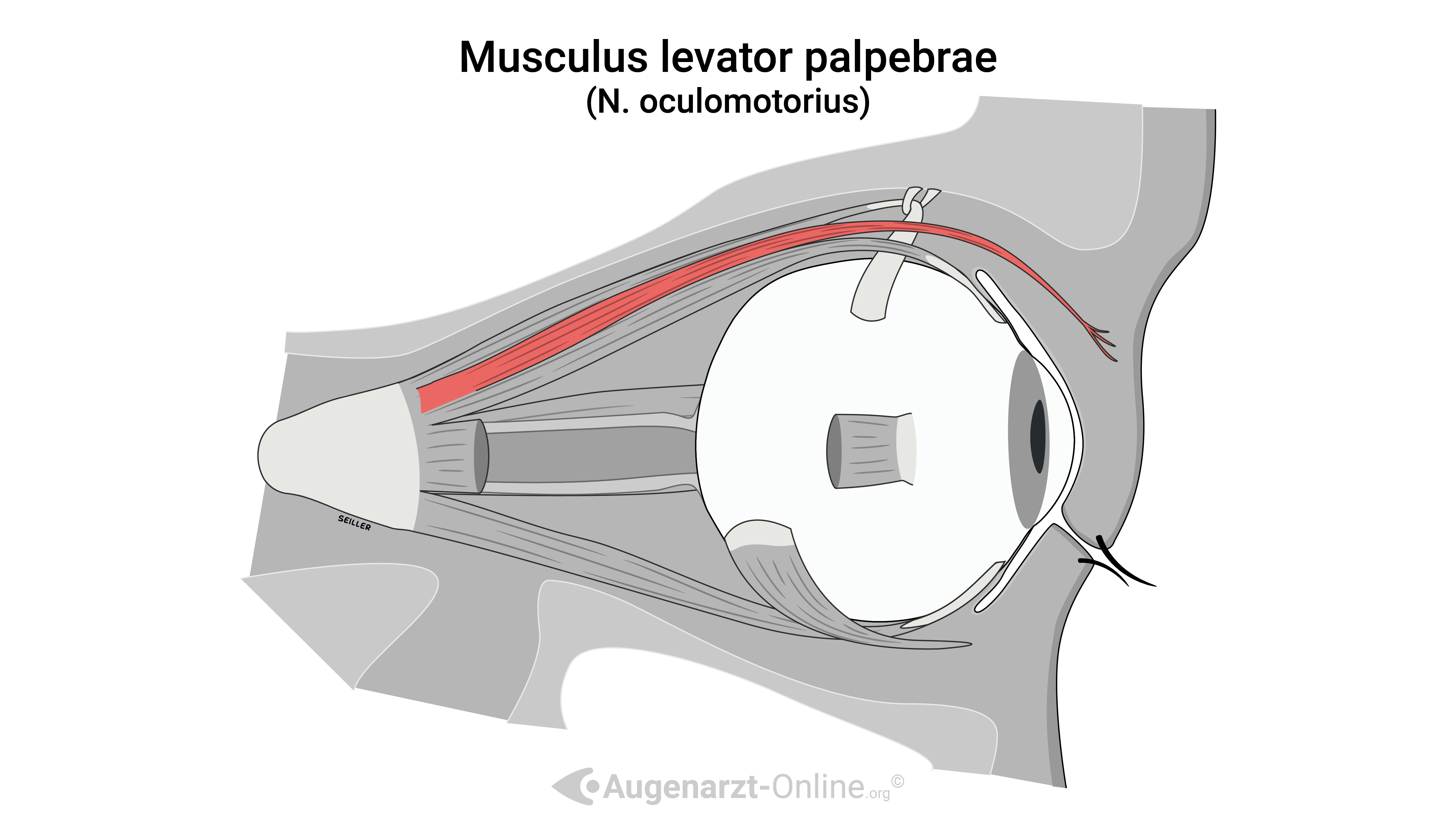 Musculus levator palpebrae